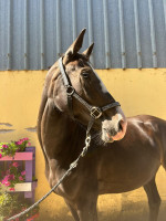Vente de cheval : Nirvana de Molion